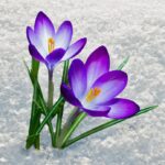 first blue crocus flowers breaking thru the snow