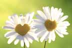 White daisies with yellow heart centers against a pale green background