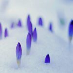 beautiful spring flowers crocuses spring break out from under the snow. the concept of the arrival of spring and the awakening of nature