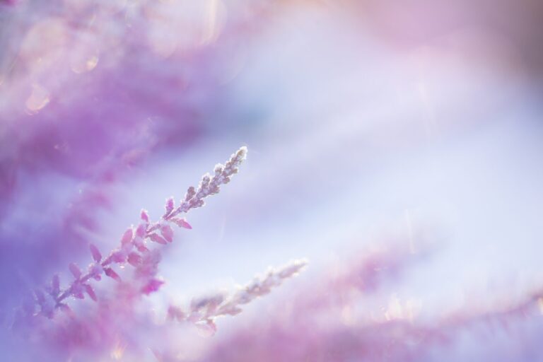 Heather blooms frosted with ice crystals