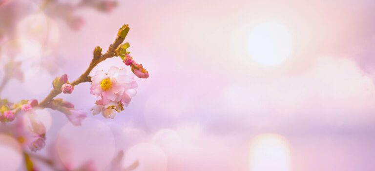 A cherry blossom sprig against the glow of a pale pink sky background