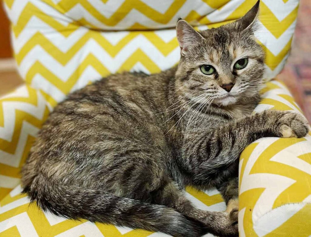 Tabby cat curled on a yellow-striped arm chair