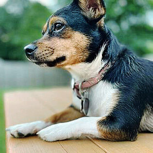 Cute puppy sitting on a picnic table.