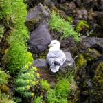 White bird nesting on a cliffside surrounded by a bed of green moss and yellow flowers