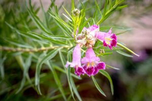 Flowering desert willow