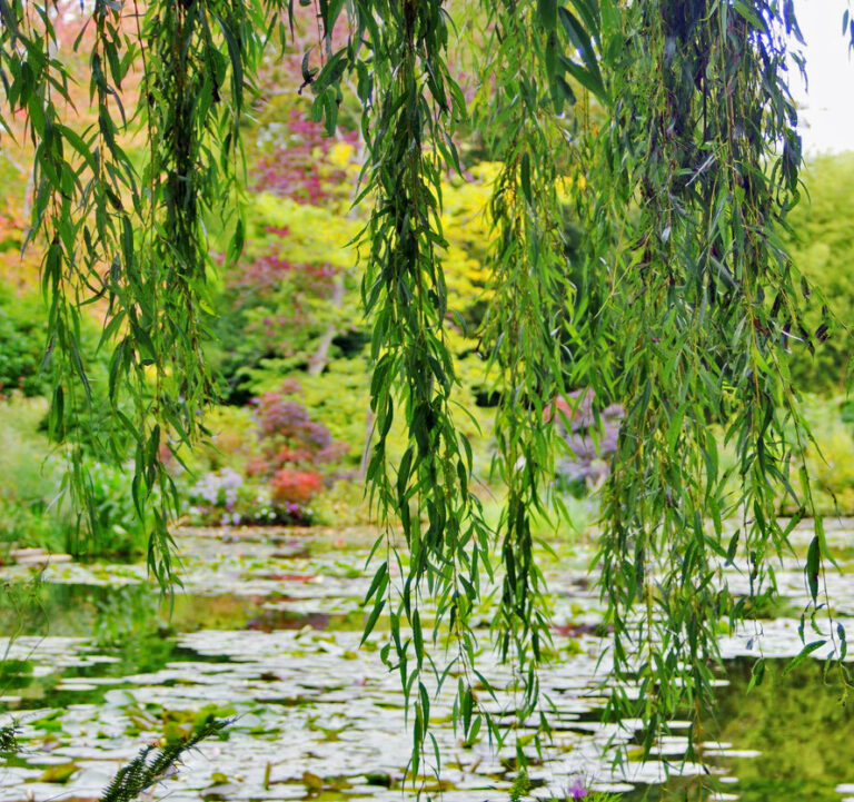 Low hanging willow branches above still waters