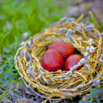 Scarlet eggs in a willow nest