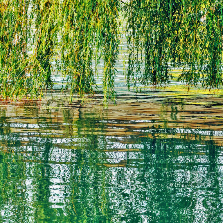 Willows reflecting on the water