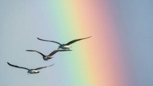 Birds flying through a rainbow sky