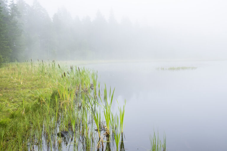 Mist rising off the river bank