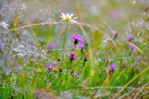 Mountain grass and flowers with dew drops as background