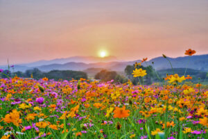 Summer sun setting over a colorful field of flowers and misty mountains