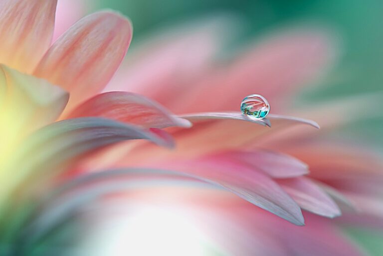 Dewdrop balanced on the tip of a flower petal