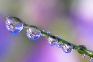 Reflection of flower on a stalk of grass and dew