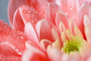 Dewdrops glistening on a peach-colored chrysanthemum