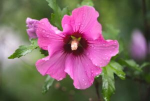 Fuscha Rose of Sharon bloom