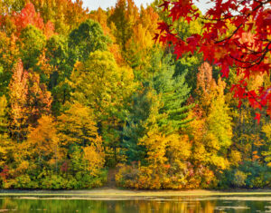 Beautiful fall foliage