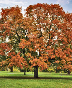 A single maple tree with beautiful red-colored fall foliage.