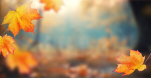 Autumn leaves on the fall blurred background. Autumn concept.