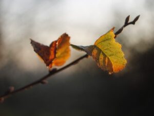 Autumn branch with two dead leaves