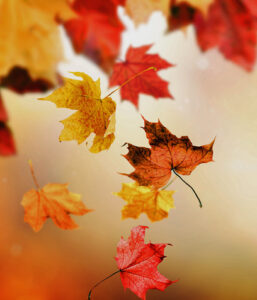 falling leaves on defocused autumn background