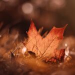 Rust-colored fallen autumn leaf lying still on the ground.