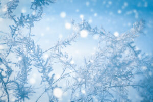 Branches covered with hoarfrost on a frosty winter day with blurry background.