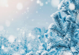 Bright winter landscape with snow-covered pine trees