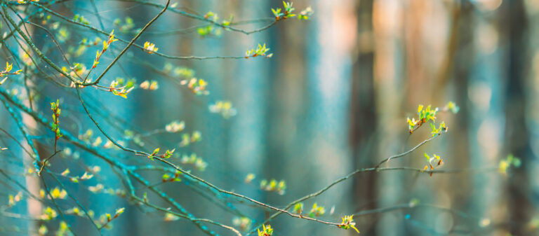 Buds Bloom On Branches In Spring.