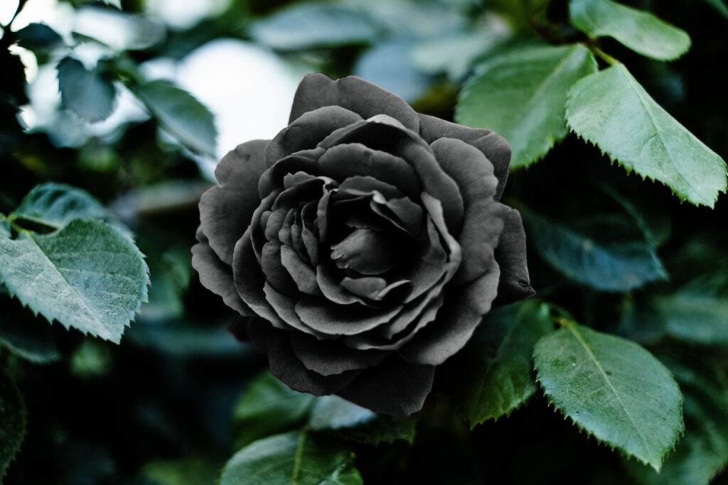 black rose with green leafs