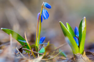 Blue snowdrop flowers in forest, beautiful natural spring scene