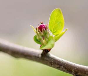 Blossoms on a branch of an apple tree