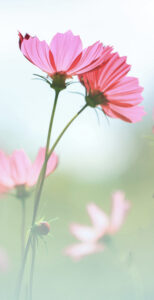 Soft focus of pink cosmos flower on pastel color style for background