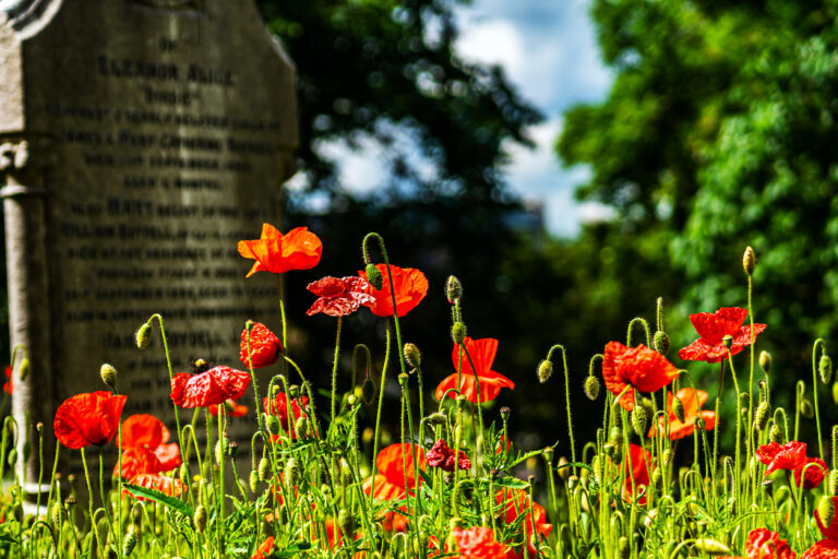 Poppy in an old, abandoned cemetery.