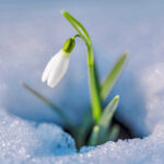 First flowers. Spring snowdrops flowers in the snow.