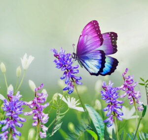 Purple butterfly on wild white violet flowers in grass in rays of sunlight,