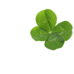shamrock