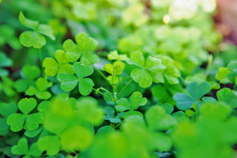 Beautiful Wood Sorrel background of green shamrocks