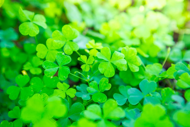 Beautiful Wood Sorrel background of green shamrocks