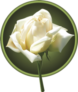 Jacobite white rose