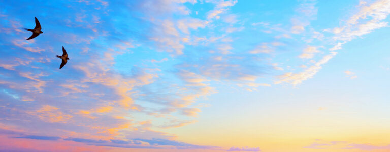 abstract beautiful peaceful summer sky background; sunrise new day and flying flock of birds