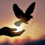 silhouette pigeon flying out of two hand and freedom concept