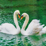 Two swans facing each other in heart shape.