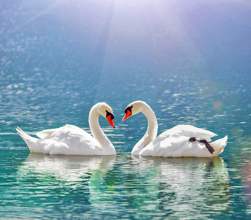beautiful white swan in heart shape on lake in flare light