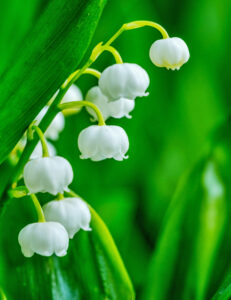 Lily of the Valley in springtime