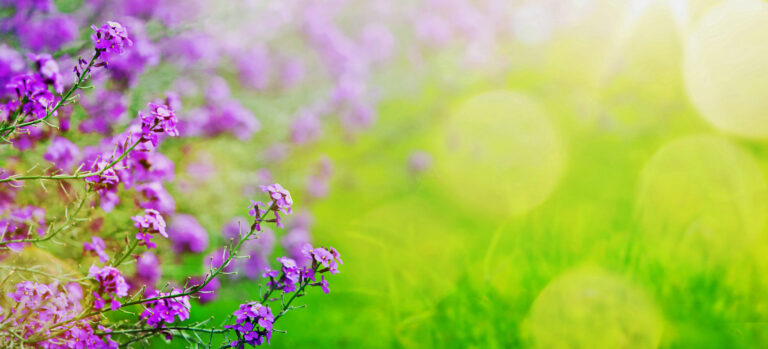 abstract spring floral Background; spring flower and sunny beam