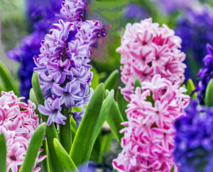 Large flower bed with multi-colored hyacinths, traditional Easter flowers, flower background