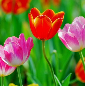 Very shallow depth of field of tulip in the garden.