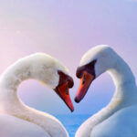 a pair of swans in love on the background of the sunrise
