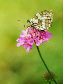 Butterfly resting on a pink flower set against a pale green background